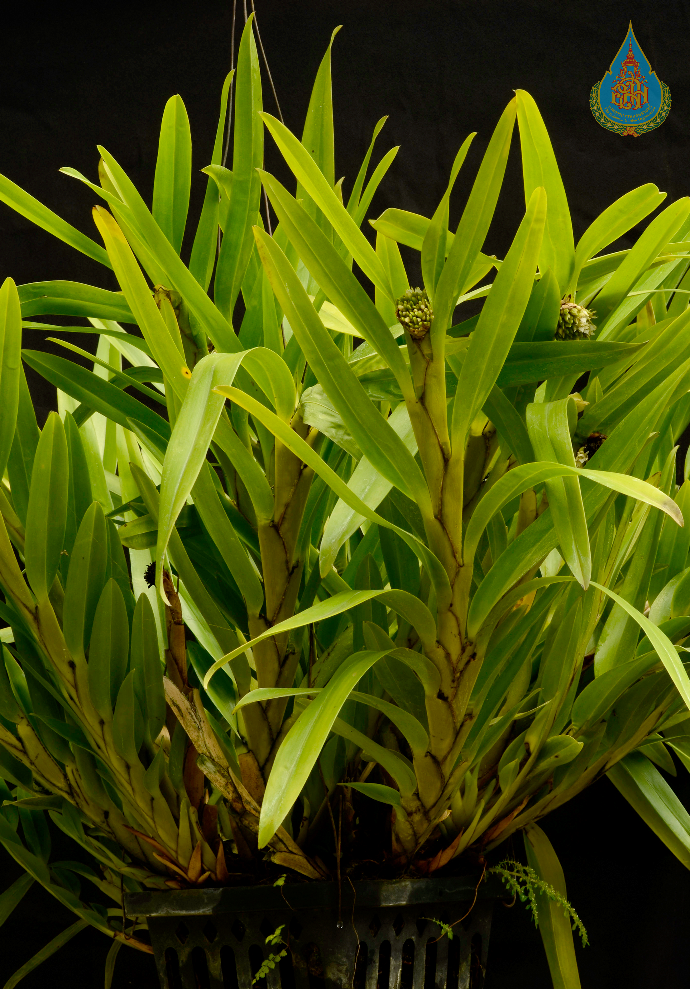 เอื้องปีกไก่ใบใหญ่ Agrostophyllum longifolium (Blume) Rchb.f.<br/>ORCHIDACEAE